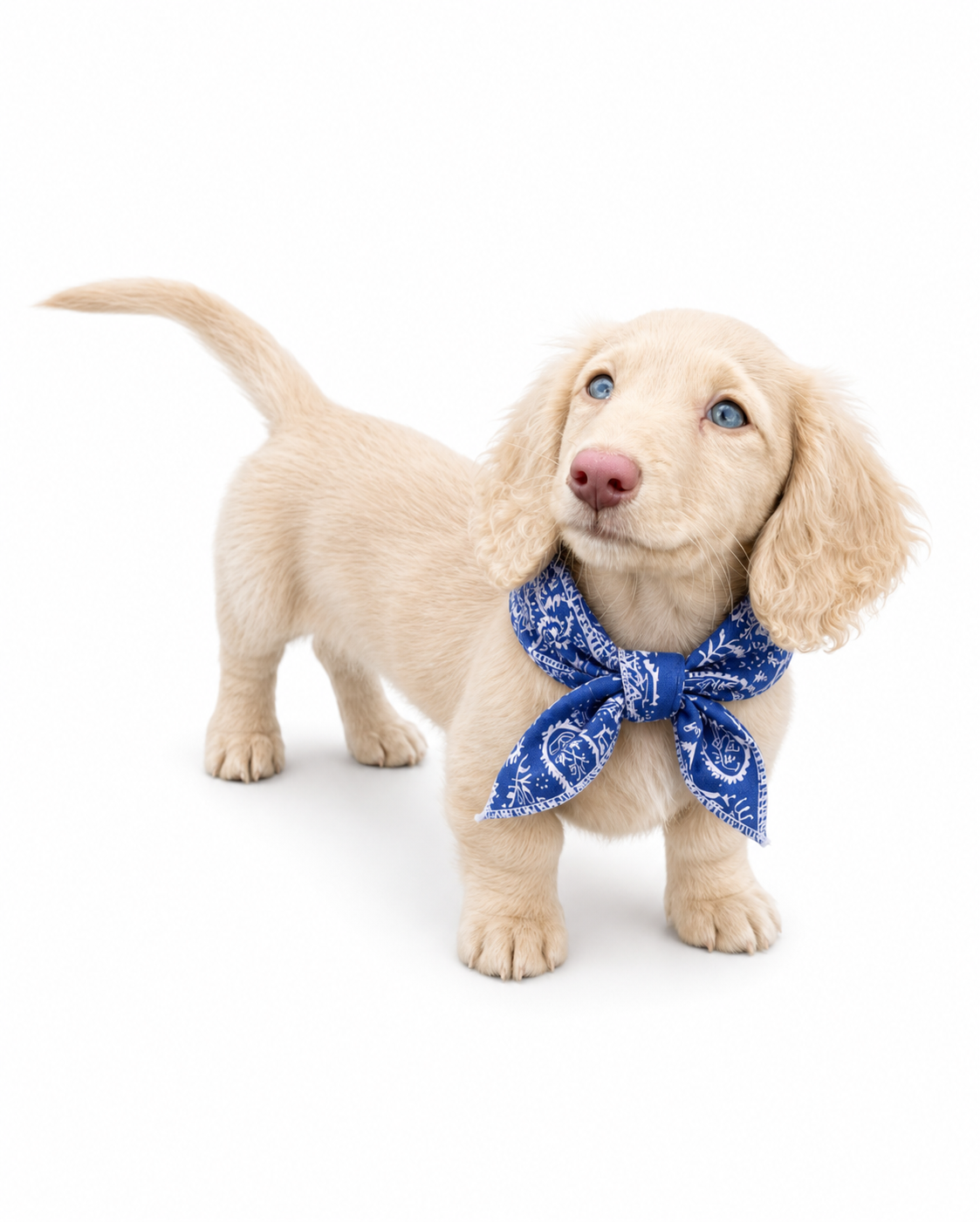 Bandana Rafraîchissant pour Chien